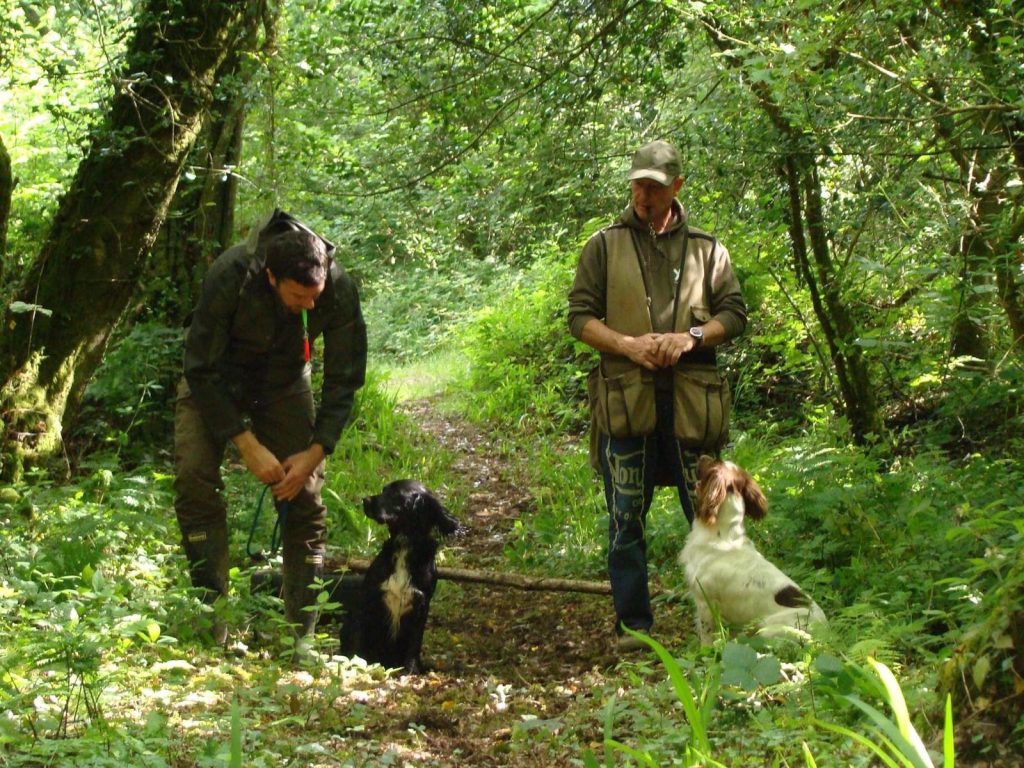 Gundog Training - K9 Mentor