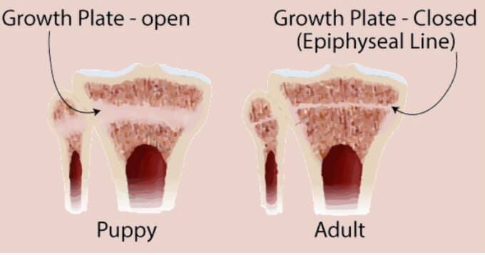 Growth plates and bones: Development and injury. - K9 Mentor